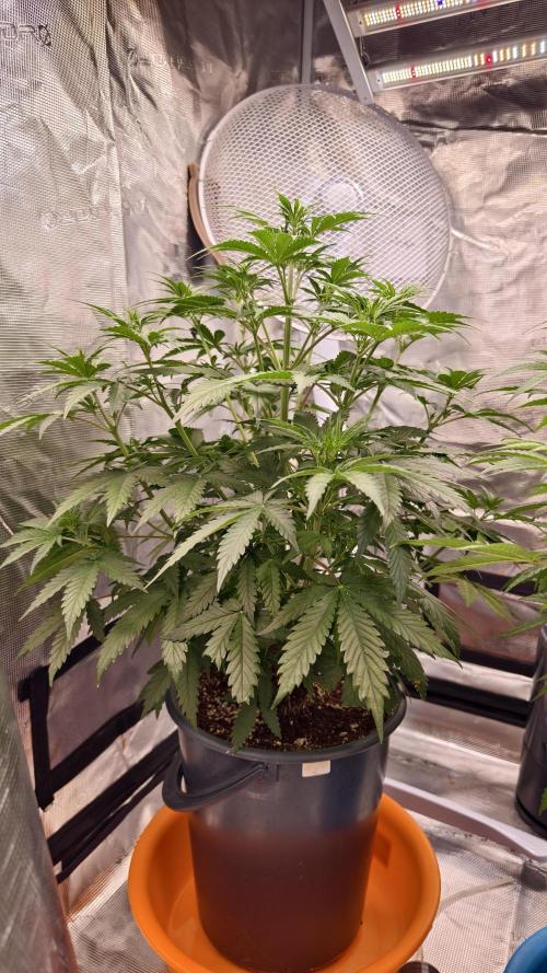 For my favorite Russian store, Cannado. Week 5