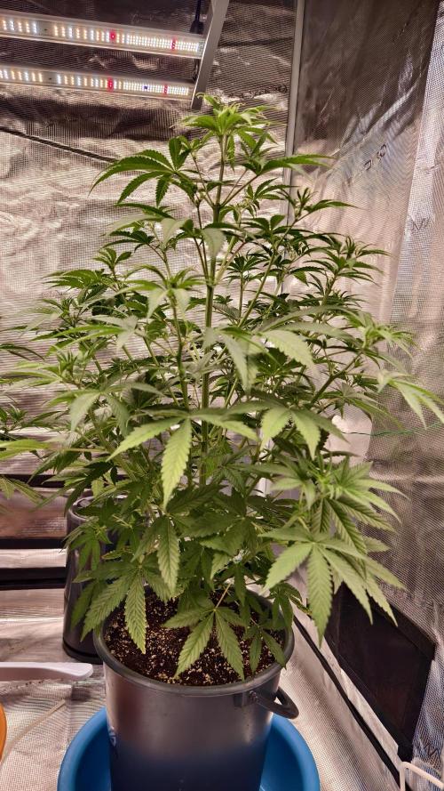 For my favorite Russian store, Cannado. Week 5