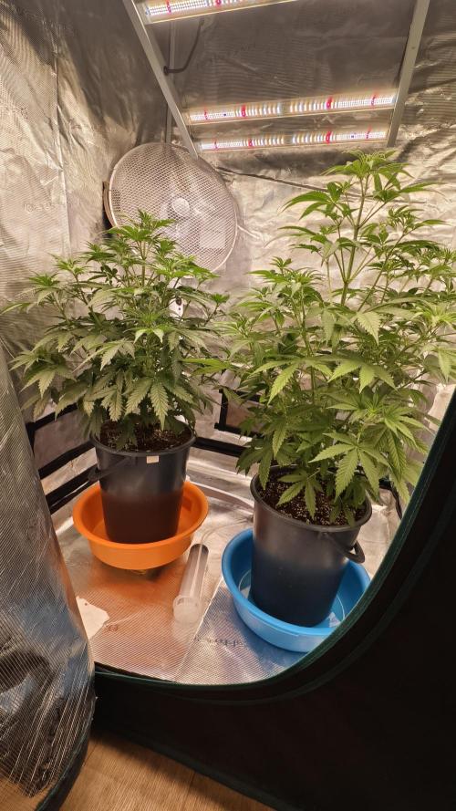 For my favorite Russian store, Cannado. Week 5