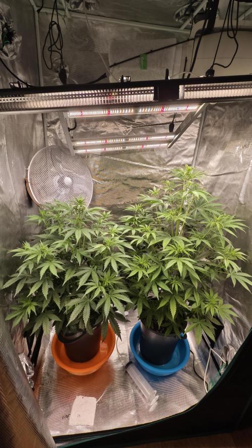 For my favorite Russian store, Cannado. Week 5