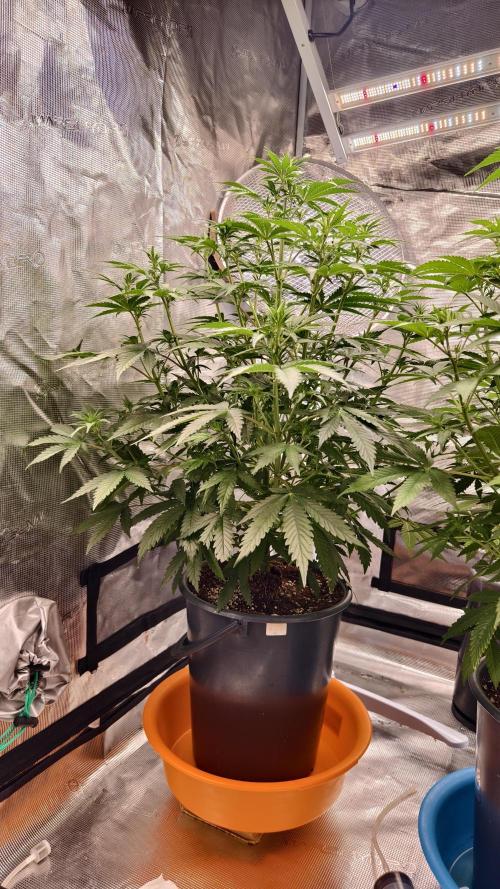 For my favorite Russian store, Cannado. Week 5