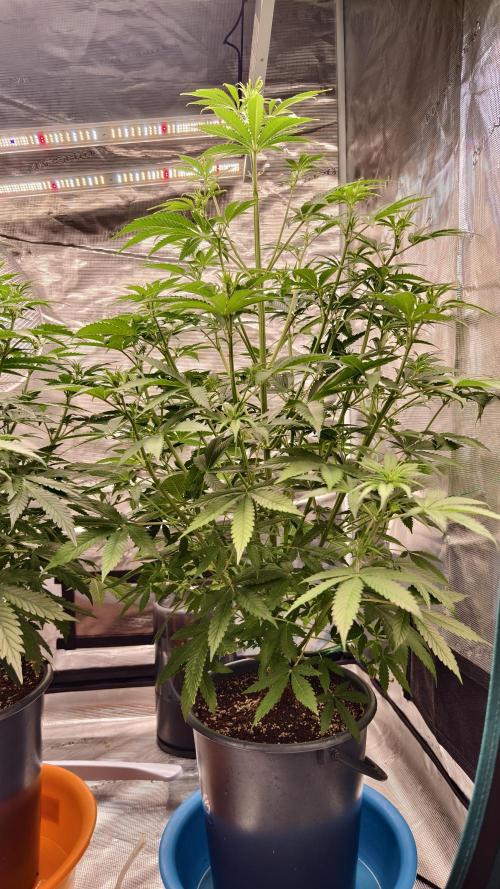 For my favorite Russian store, Cannado. Week 5