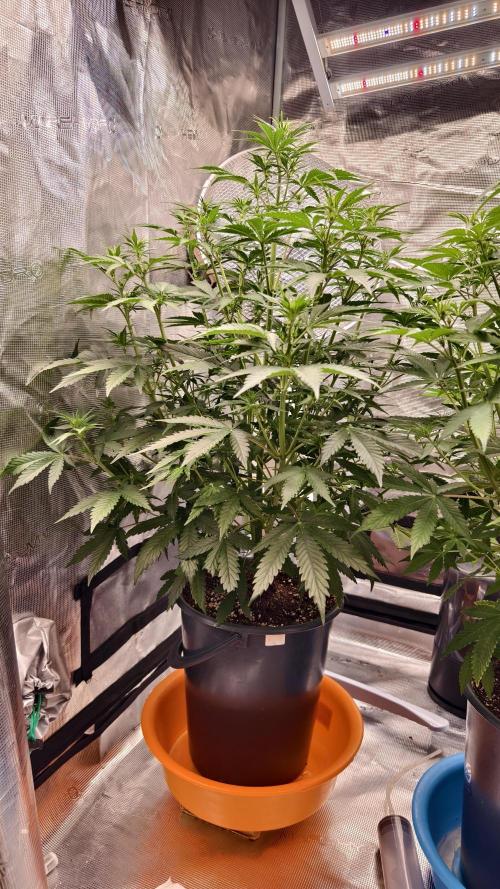 For my favorite Russian store, Cannado. Week 6