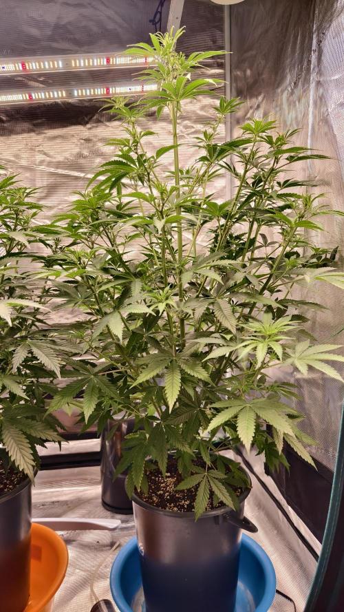 For my favorite Russian store, Cannado. Week 6