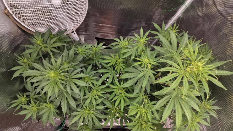 For my favorite Russian store, Cannado. Week 6