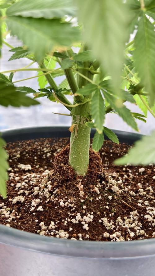 For my favorite Russian store, Cannado. Week 6