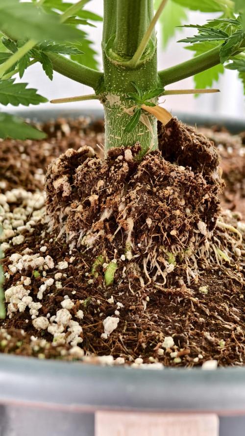 For my favorite Russian store, Cannado. Week 6