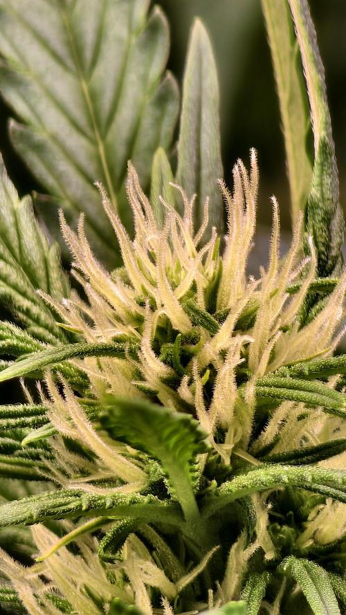 Bloody Skunk Auto®. Week 7