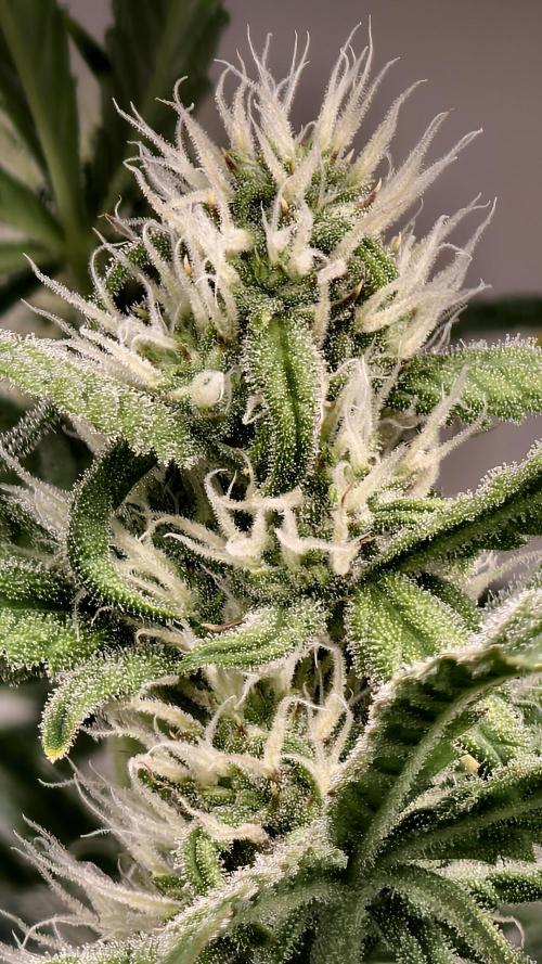 Bloody Skunk Auto®. Week 8