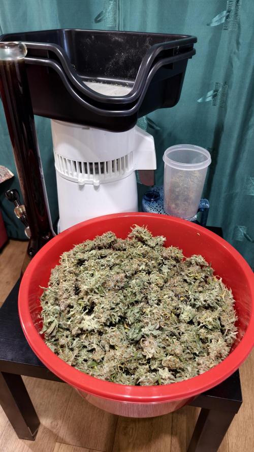 Bloody Skunk Auto®. Week 12