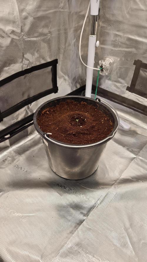 Sweet mandarine zkittlez XL auto *. Week 0