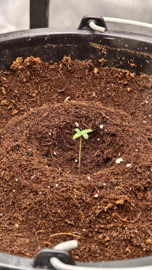 Sweet mandarine zkittlez XL auto *. Week 0