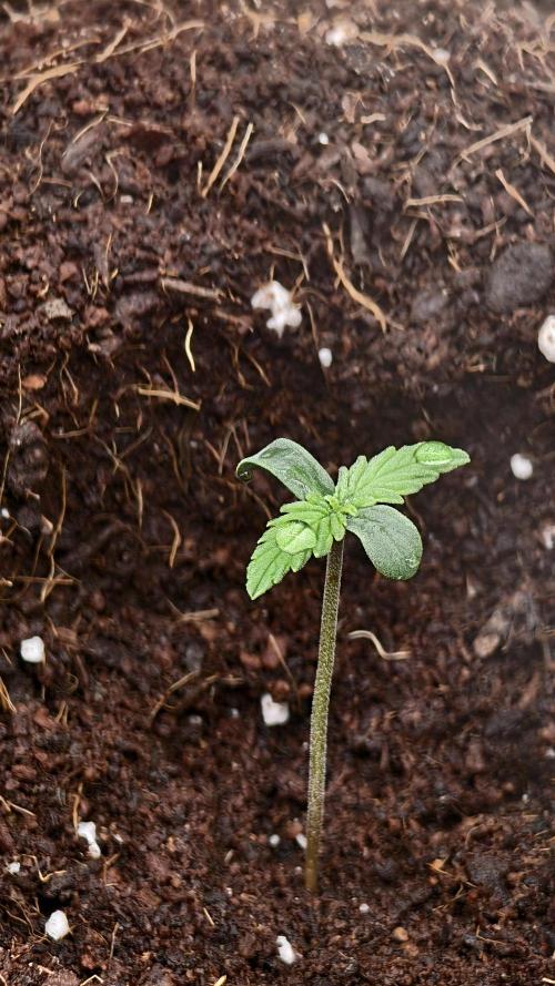 Sweet mandarine zkittlez XL auto *. Week 0
