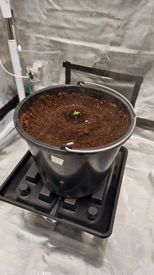 Sweet mandarine zkittlez XL auto *. Week 0