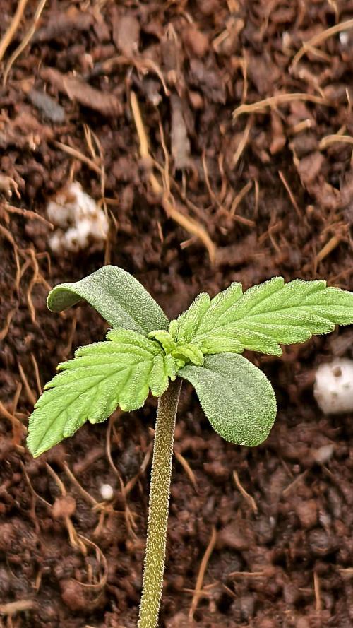 Sweet mandarine zkittlez XL auto *. Week 0