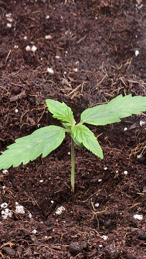 Sweet mandarine zkittlez XL auto *. Week 1