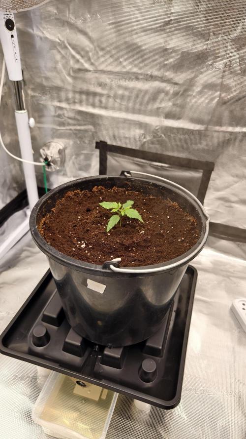 Sweet mandarine zkittlez XL auto *. Week 1