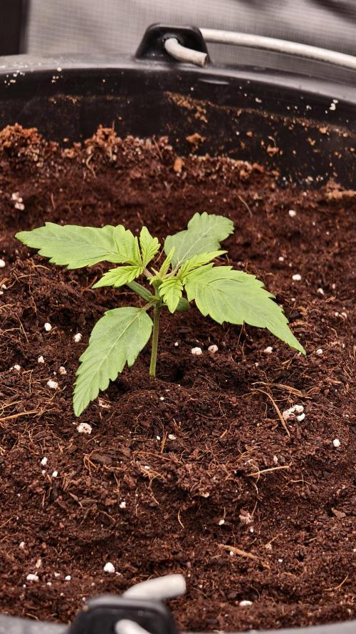 Sweet mandarine zkittlez XL auto *. Week 1