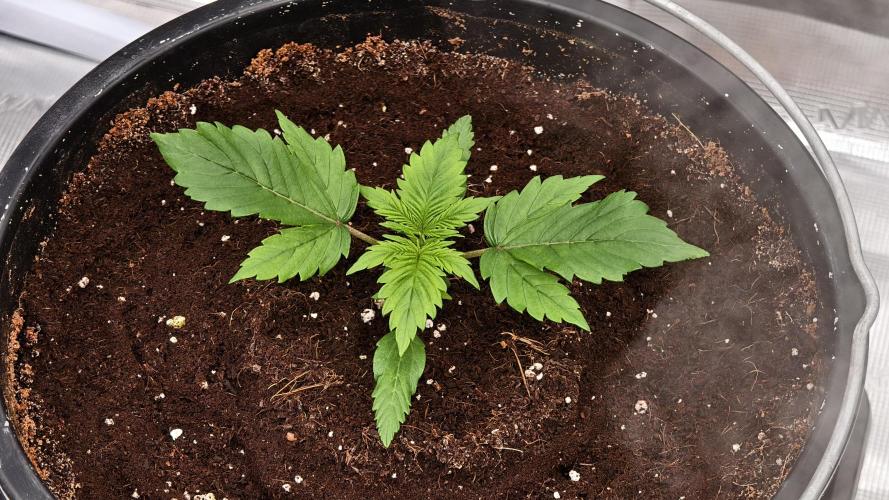 Sweet mandarine zkittlez XL auto *. Week 1