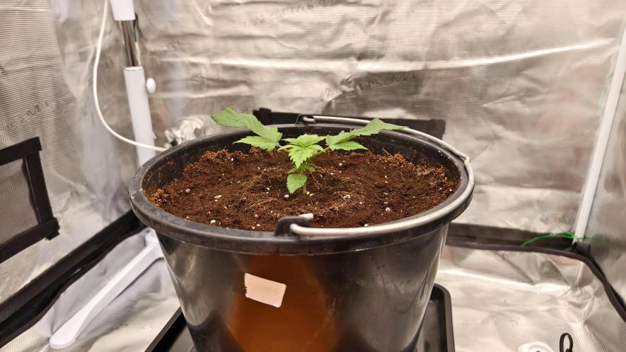 Sweet mandarine zkittlez XL auto *. Week 1