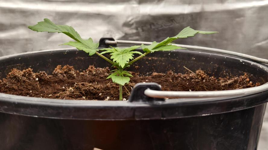 Sweet mandarine zkittlez XL auto *. Week 1