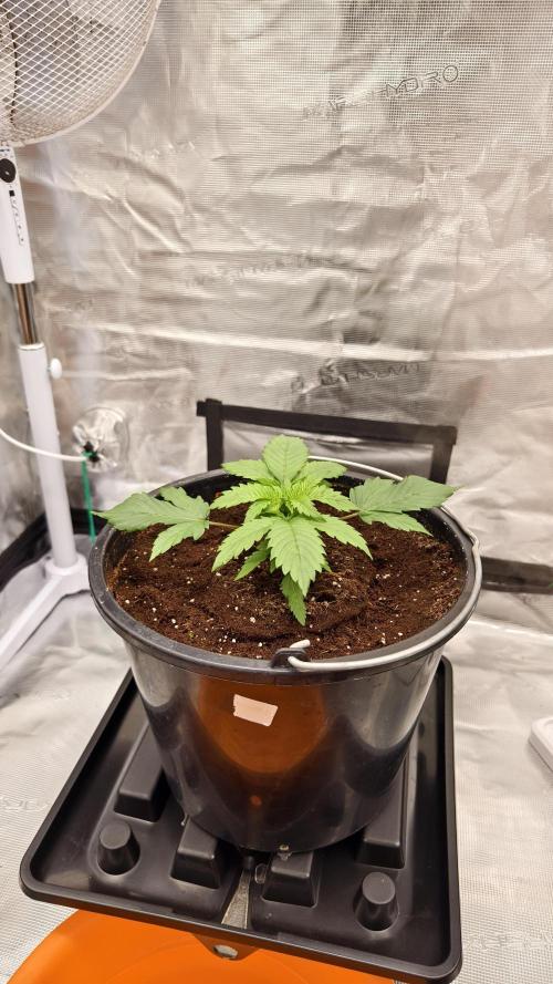 Sweet mandarine zkittlez XL auto *. Week 2