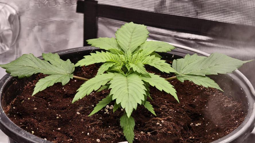 Sweet mandarine zkittlez XL auto *. Week 2