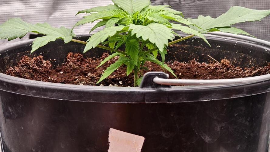 Sweet mandarine zkittlez XL auto *. Week 2