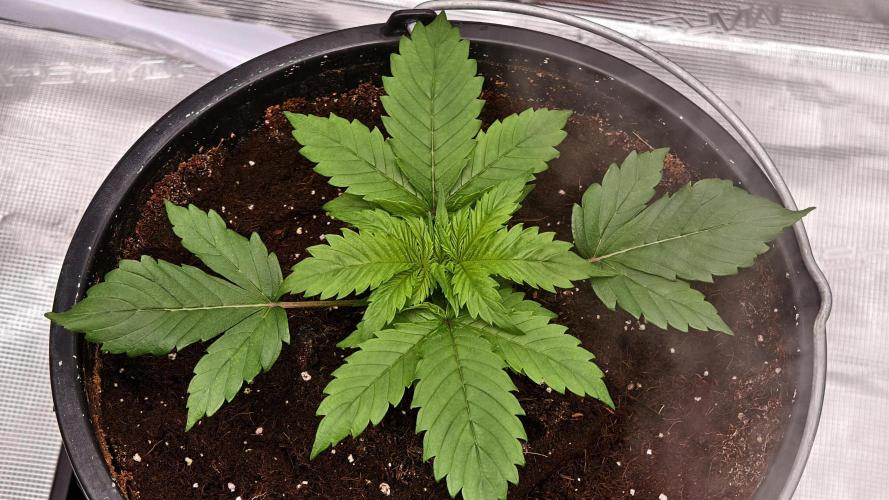 Sweet mandarine zkittlez XL auto *. Week 2