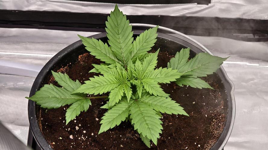 Sweet mandarine zkittlez XL auto *. Week 2