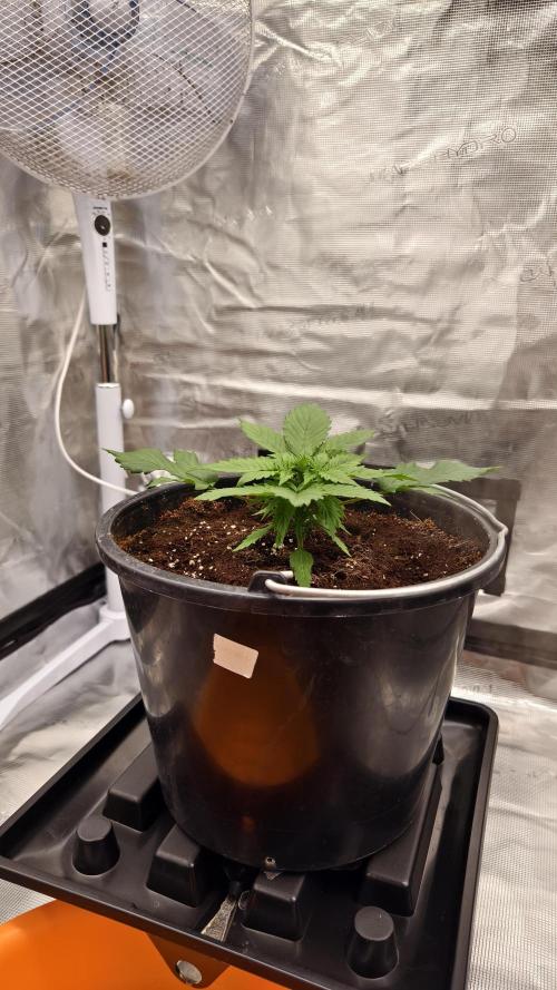 Sweet mandarine zkittlez XL auto *. Week 2
