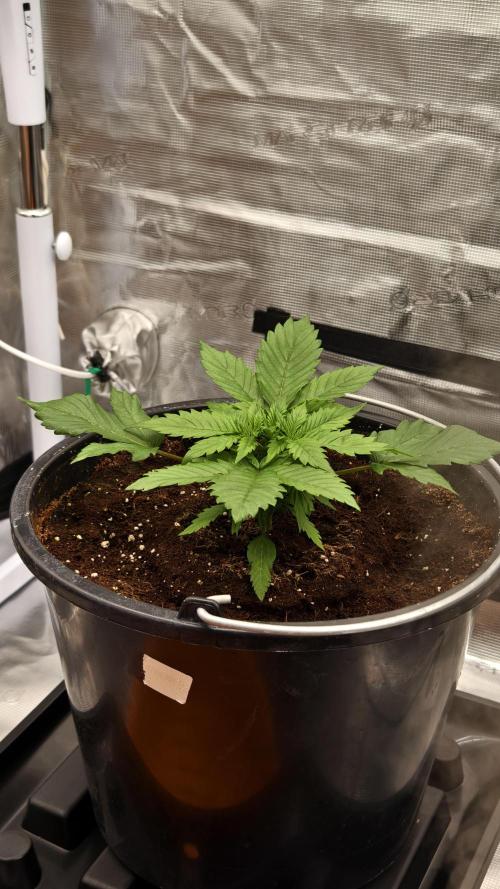 Sweet mandarine zkittlez XL auto *. Week 2