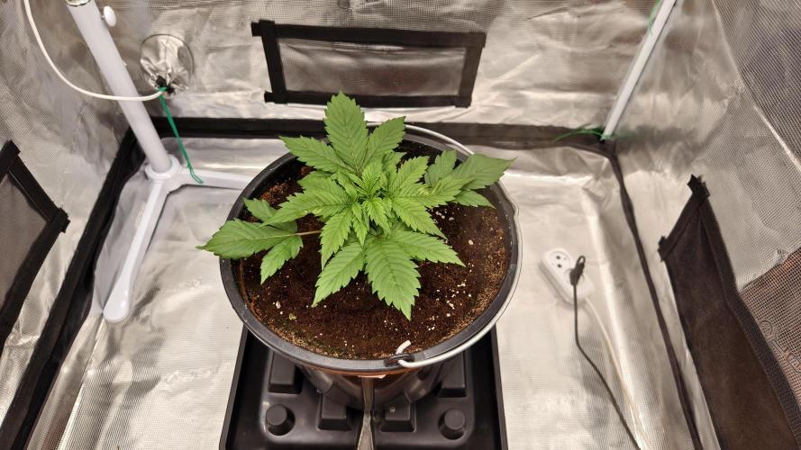 Sweet mandarine zkittlez XL auto *. Week 2