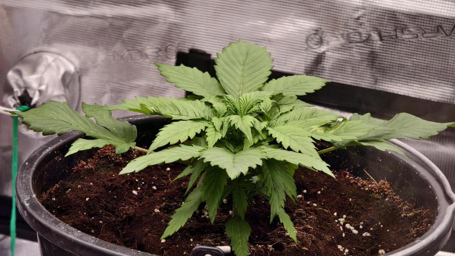 Sweet mandarine zkittlez XL auto *. Week 2
