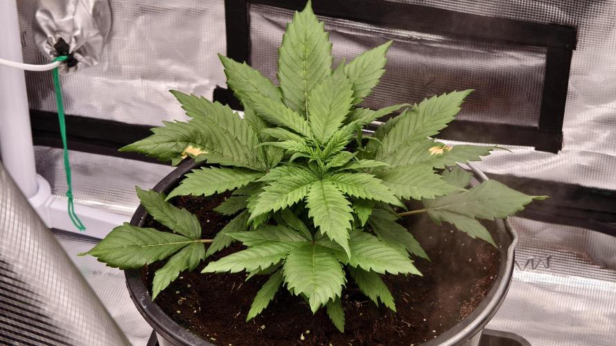 Sweet mandarine zkittlez XL auto *. Week 3