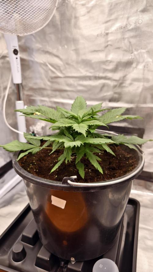 Sweet mandarine zkittlez XL auto *. Week 3