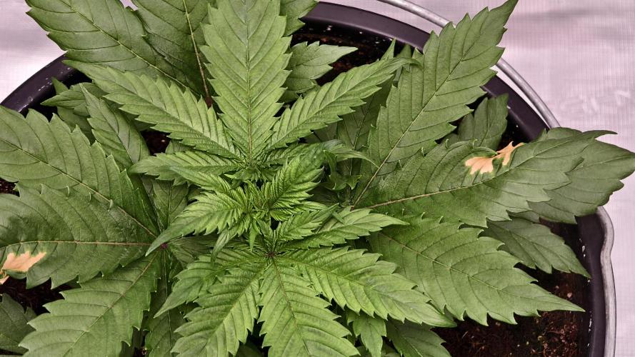 Sweet mandarine zkittlez XL auto *. Week 3