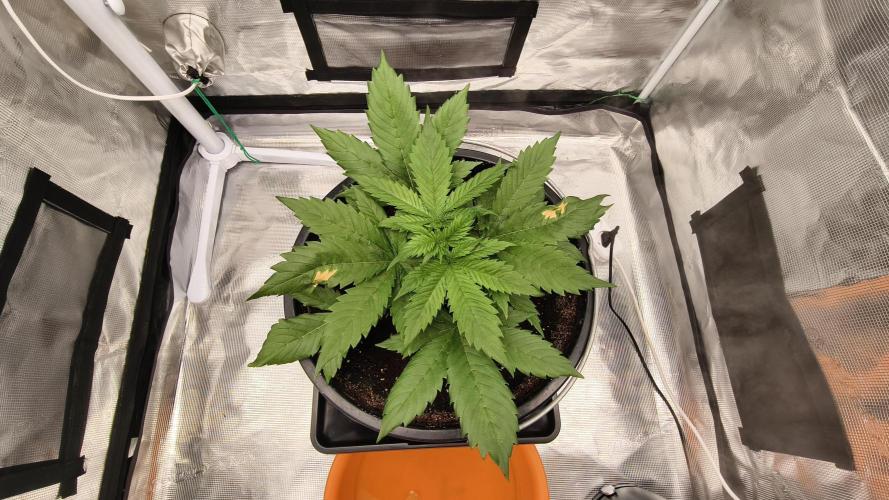 Sweet mandarine zkittlez XL auto *. Week 3