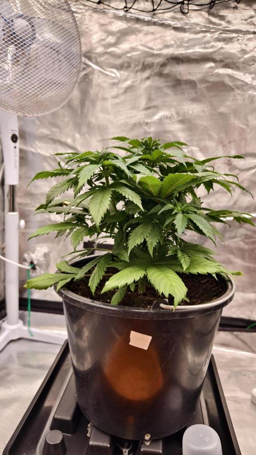 Sweet mandarine zkittlez XL auto *. Week 4