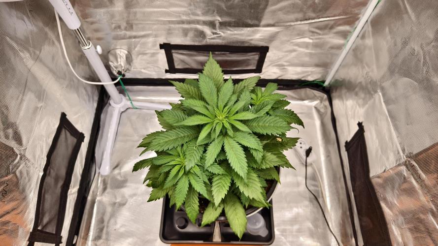Sweet mandarine zkittlez XL auto *. Week 4