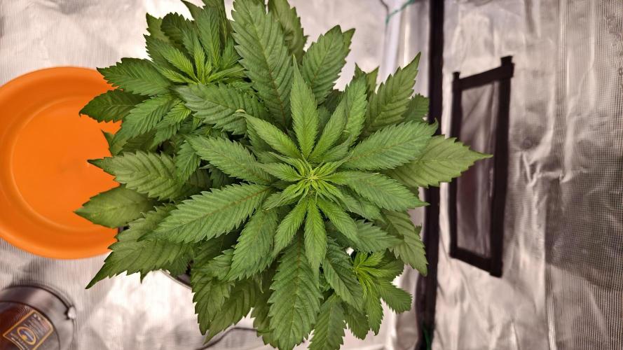 Sweet mandarine zkittlez XL auto *. Week 4