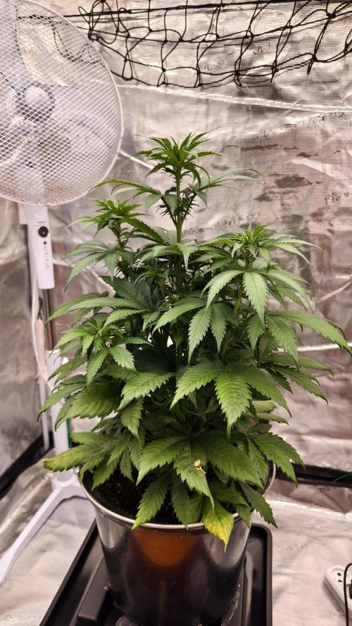 Sweet mandarine zkittlez XL auto *. Week 5