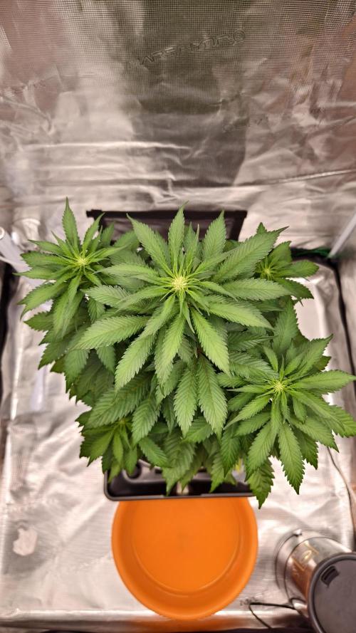 Sweet mandarine zkittlez XL auto *. Week 5