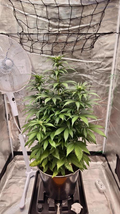 Sweet mandarine zkittlez XL auto *. Week 5