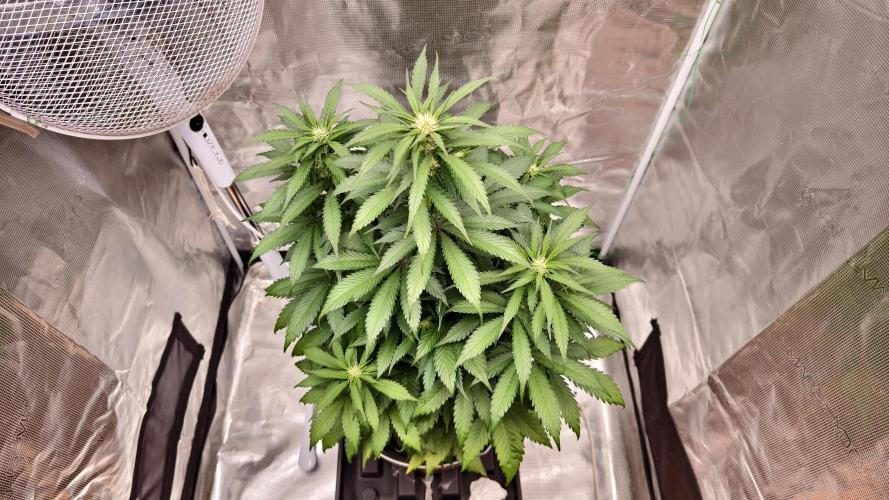 Sweet mandarine zkittlez XL auto *. Week 5