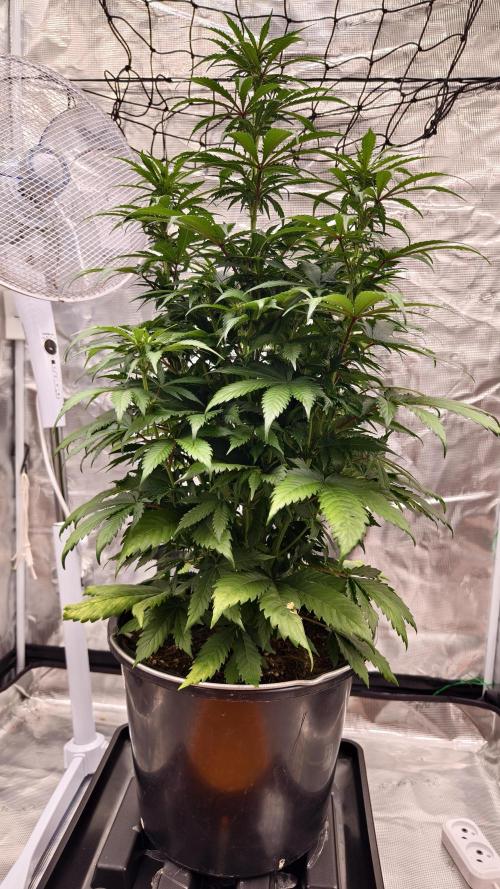 Sweet mandarine zkittlez XL auto *. Week 5