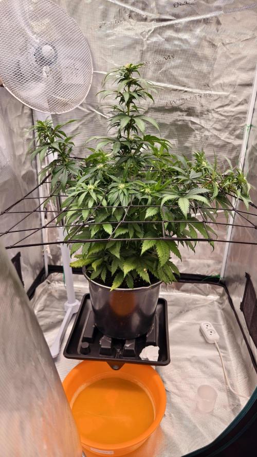 Sweet mandarine zkittlez XL auto *. Week 5