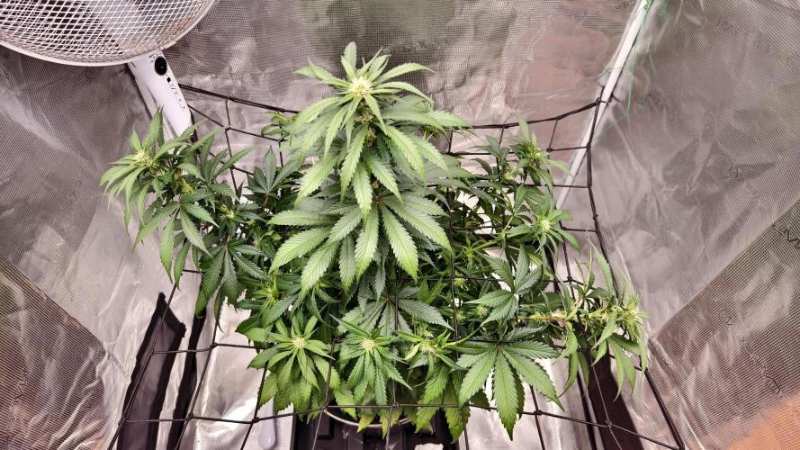 Sweet mandarine zkittlez XL auto *. Week 5