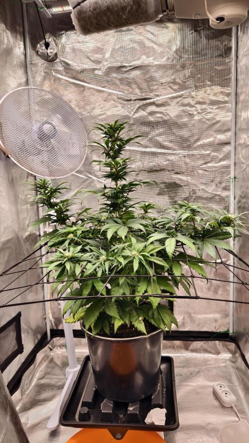 Sweet mandarine zkittlez XL auto *. Week 5