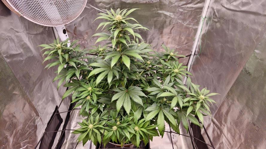 Sweet mandarine zkittlez XL auto *. Week 5